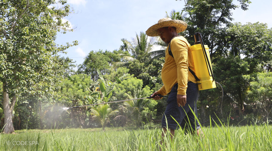 agricultor arroz filipinas