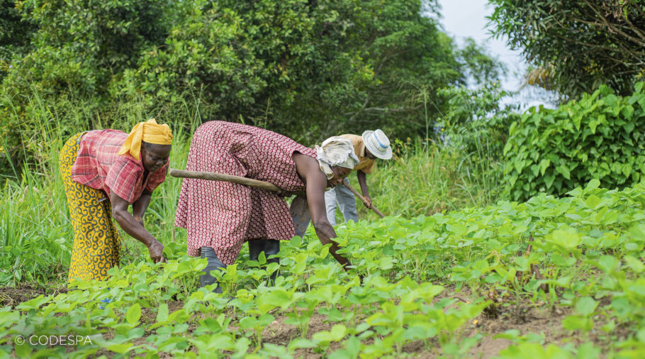 escuela de campo congo