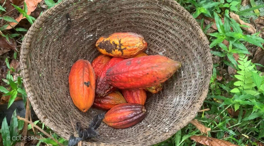 recogida de cacao