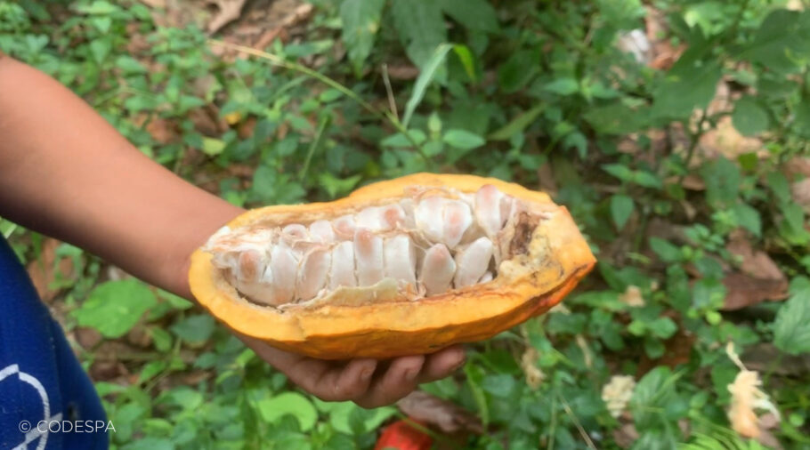 producción de cacao