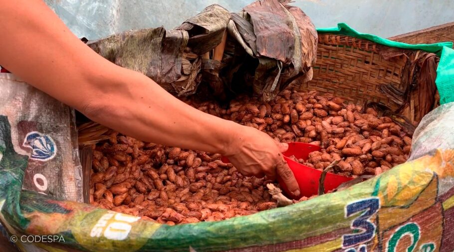 producción de cacao