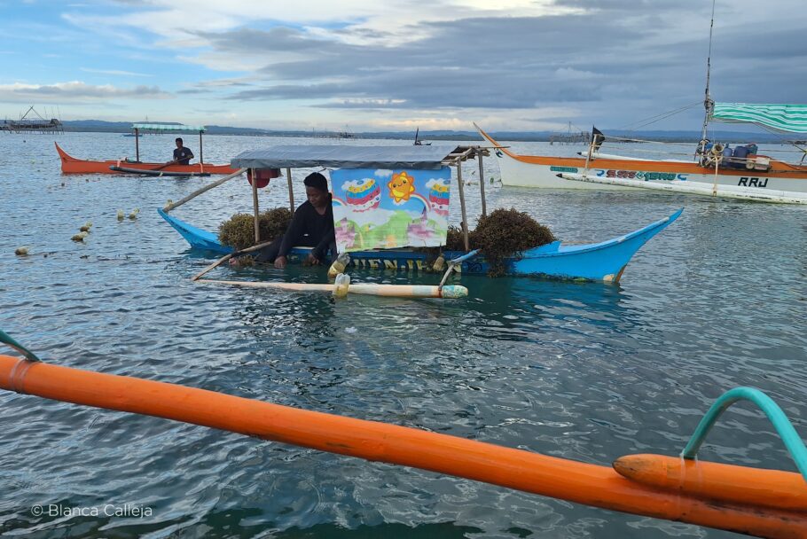 Hombre plantando algas en el mar