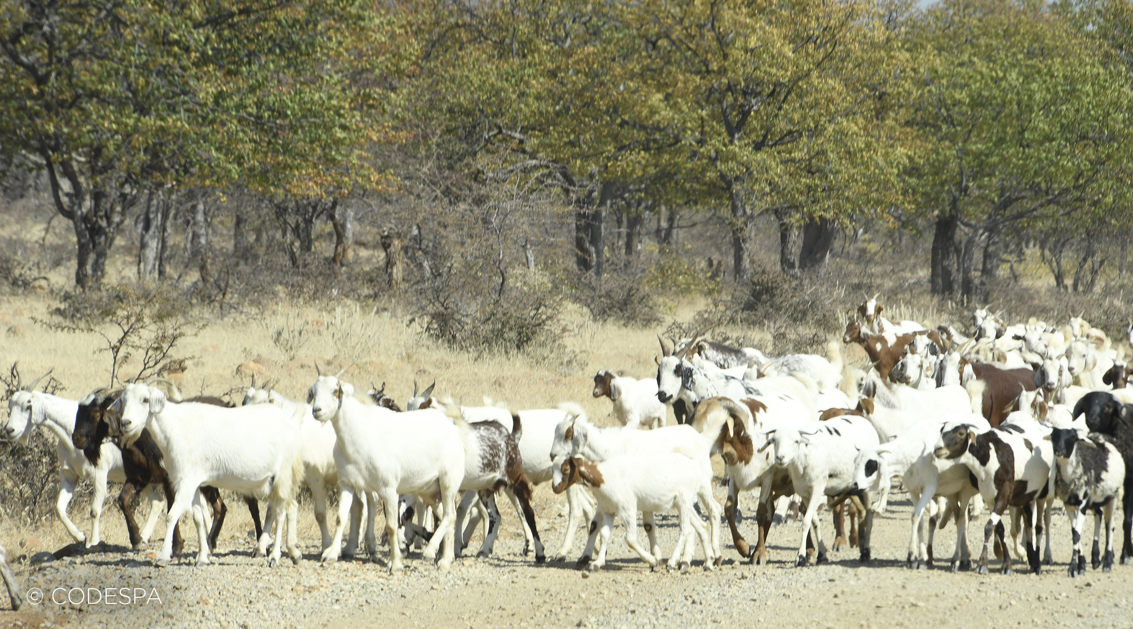 cabras angola