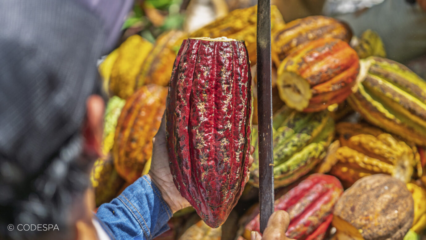 cacao peru