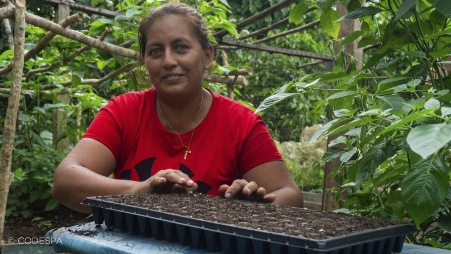 fertilizantes malanga