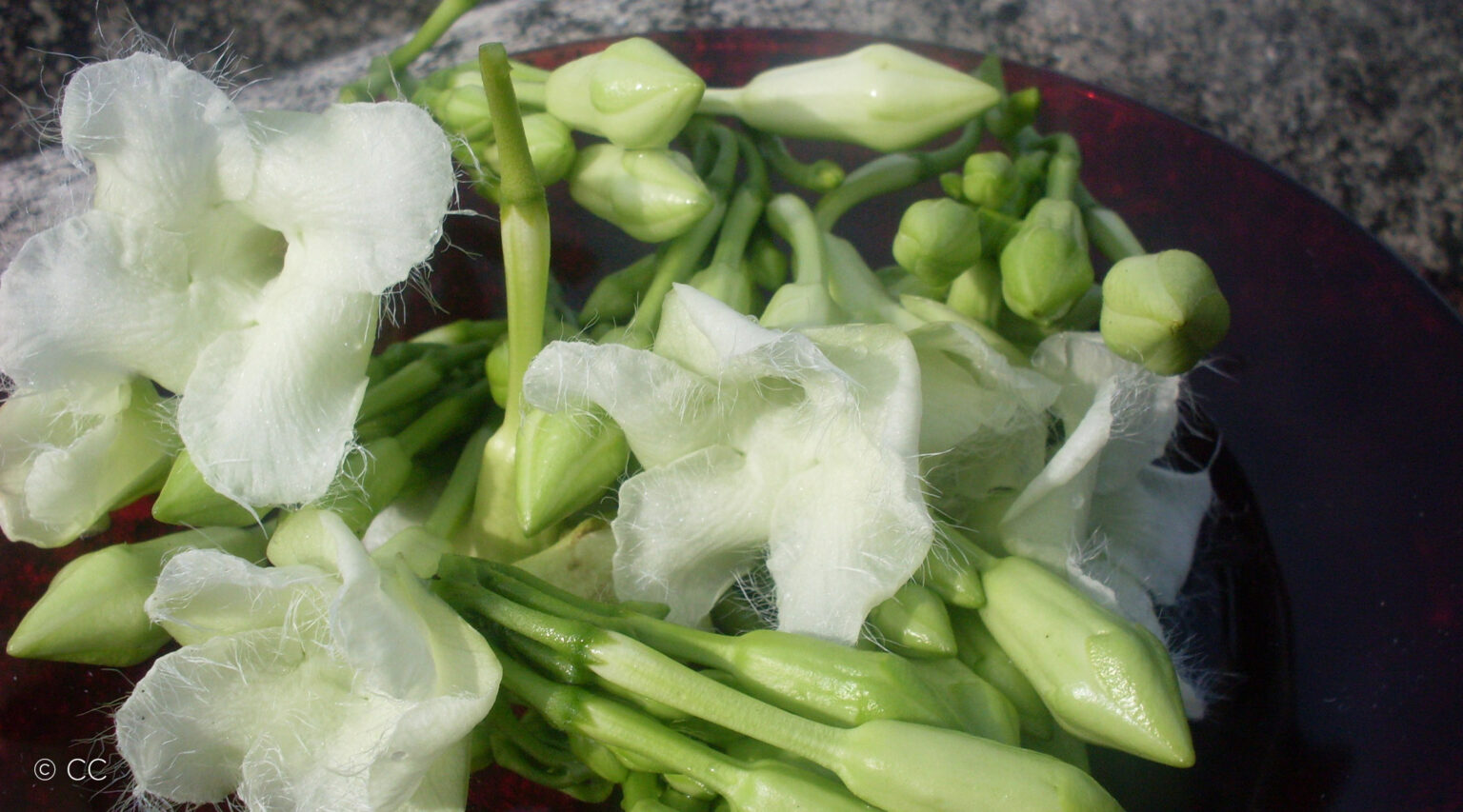 Emprendimiento con flor de loroco | CODESPA