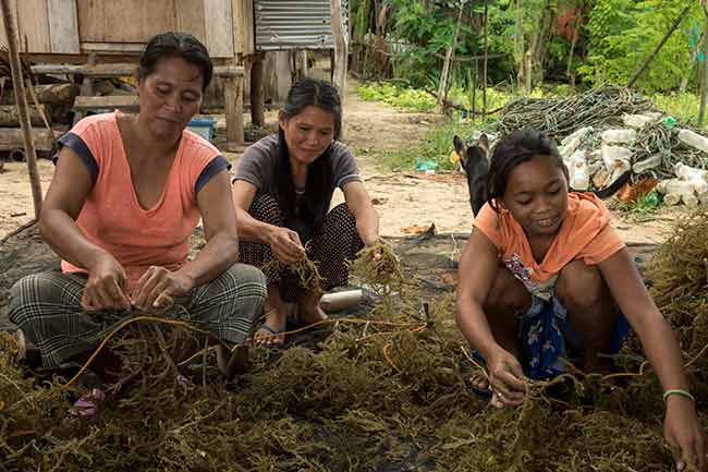 Productores de algas