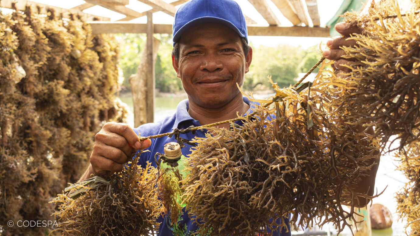 productos algas filipinas