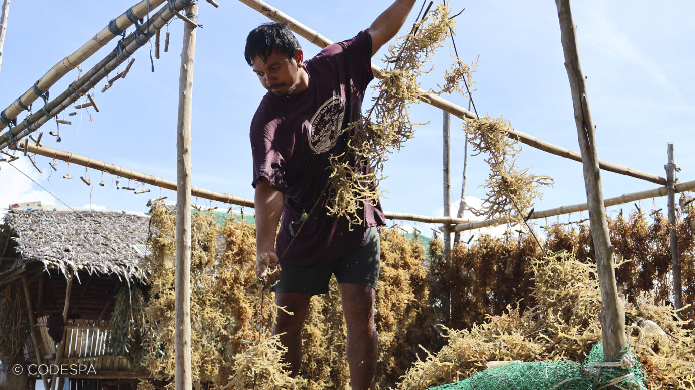 seaweed farmer