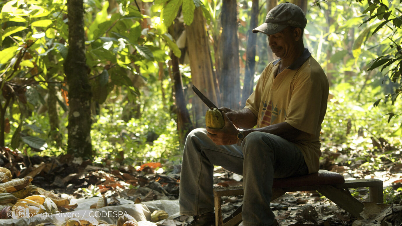 Hombre partiendo cacao