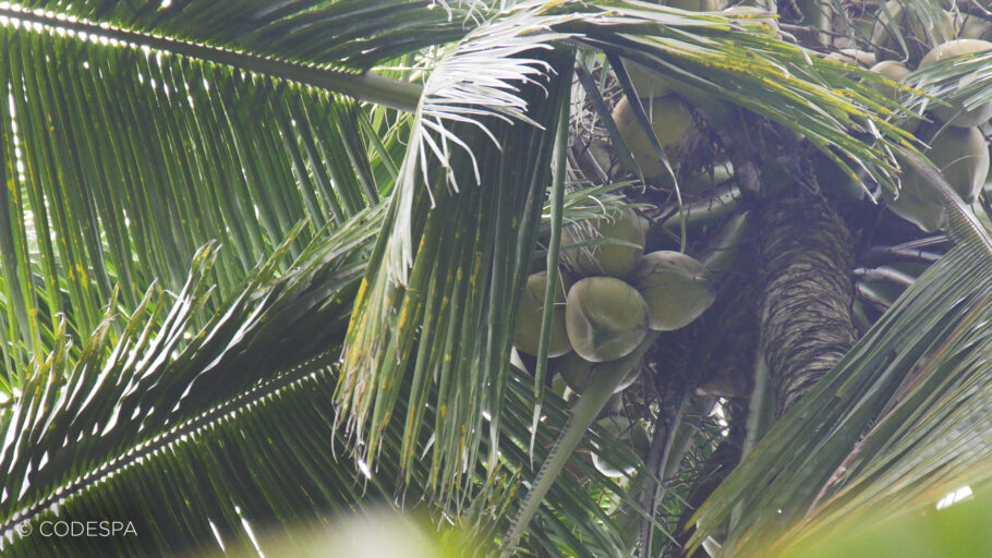 consultoria coco ecuador