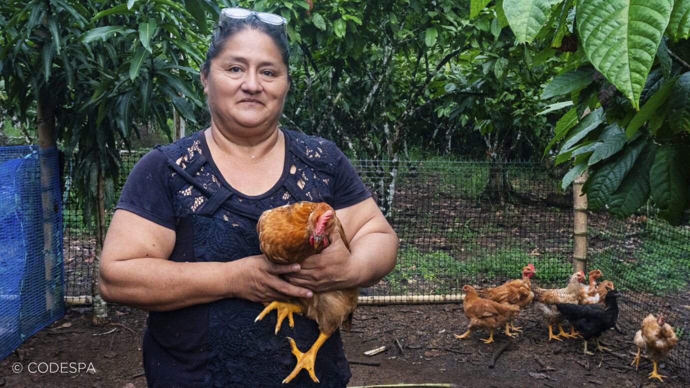 ganadera gallinas ecuador