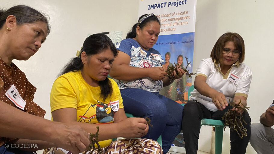mujeres productoras de algas filipinas