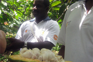 Agricultores de Ecuador mejoran la productividad del cacao