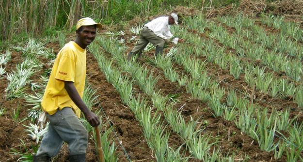 Campesinos de Colombia consiguen comercializar la piña en uno de los grandes supermercados del país