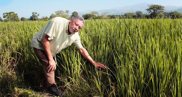 Agricultores dominicanos acceden a servicios microfinancieros