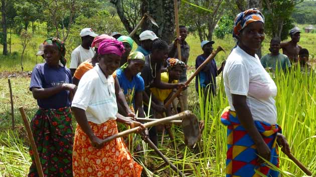 Mejoras en los cultivos de soja en Angola aumentan los ingresos de los agricultores más vulnerables