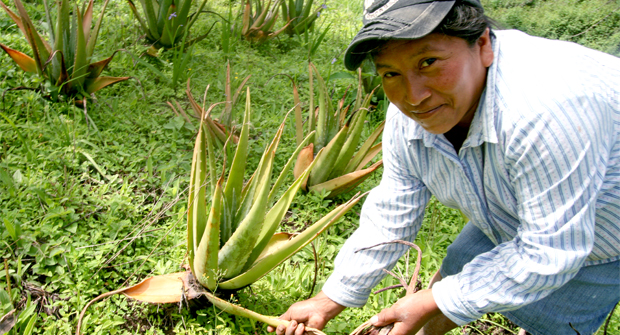 Campesinos sin recursos diversifican su producción para aumentar sus ingresos