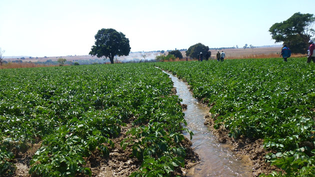 Comprando África: el peligro del modelo de la adquisición de tierras a gran escala