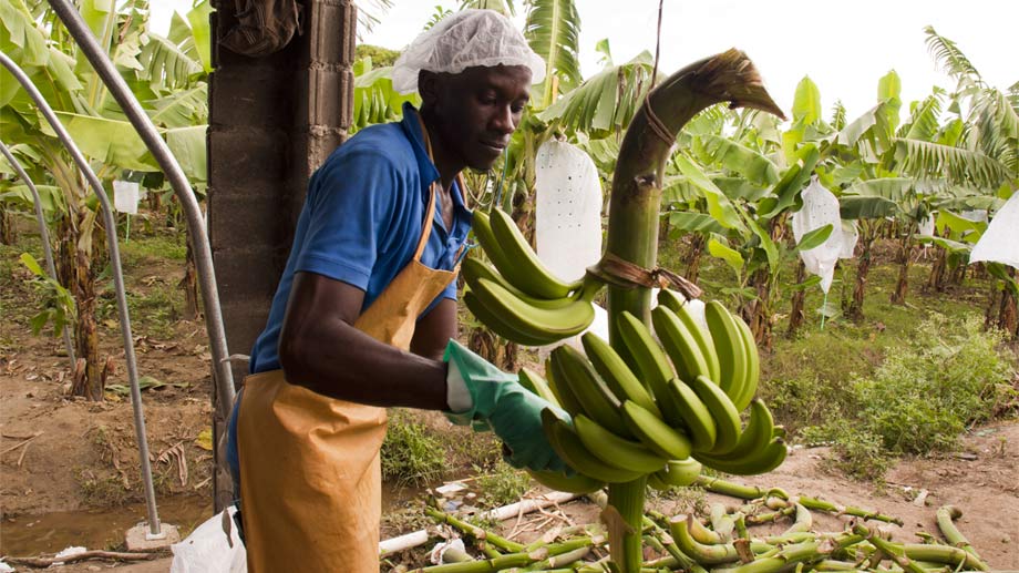 Cooperativas de banano contra la pobreza en República Dominicana