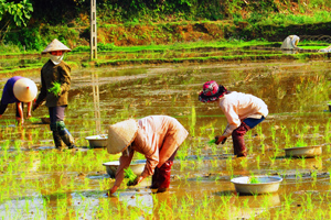 Primera cosecha de arroz en Tuyen Quang