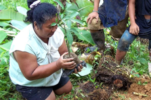 Cultivo del caucho para que las poblaciones más vulnerables salgan de la pobreza