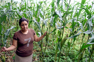 La oportunidad del frijol para los campesinos de Nicaragua