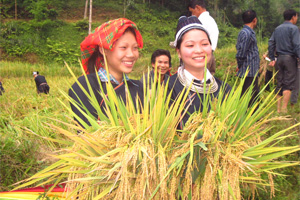 Continúa la expansión de la técnica de fertilización compactada para el desarrollo rural en Tuyen Quang (Vietnam)