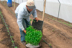 Un sistema de micro riego aumenta un 30% la producción de cosechas en países de Centroamérica