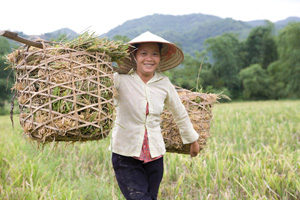 Aumento en un 25% de las cosechas en Vietnam gracias al uso de fertilizantes compactados