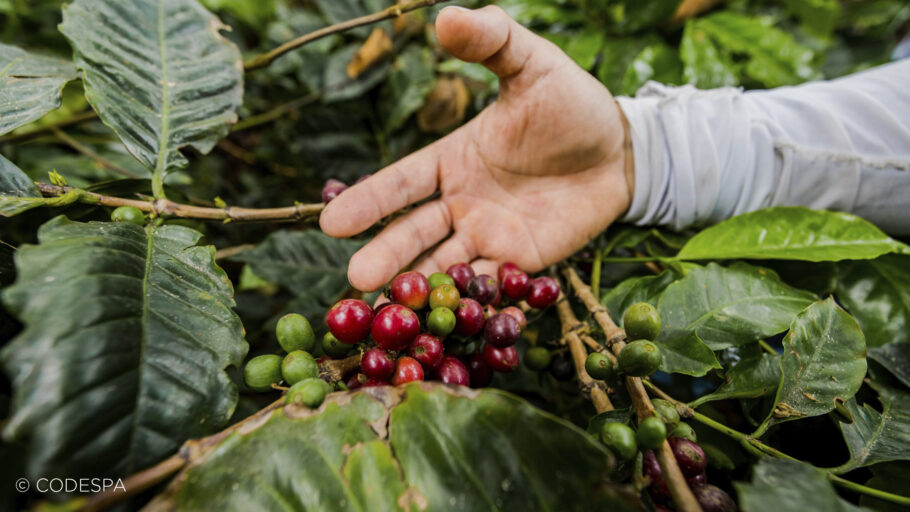 mano y semillas de café
