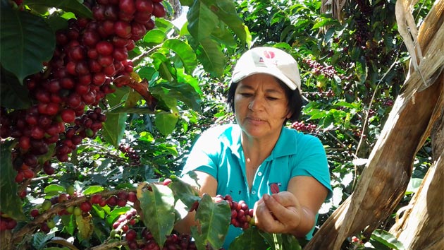 ¿Sabes lo que hay detrás de una taza de café?