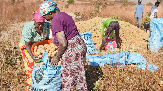 Sementes do Planalto abre su primera tienda de semillas de calidad para luchar contra el hambre en Angola